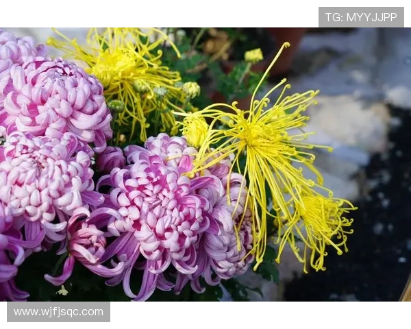 骑士队崛起之路:从重建到冠军梦想的奋斗历程与未来展望 骑士队崛起之路:从重建到冠军梦想的奋斗历程与未来展望